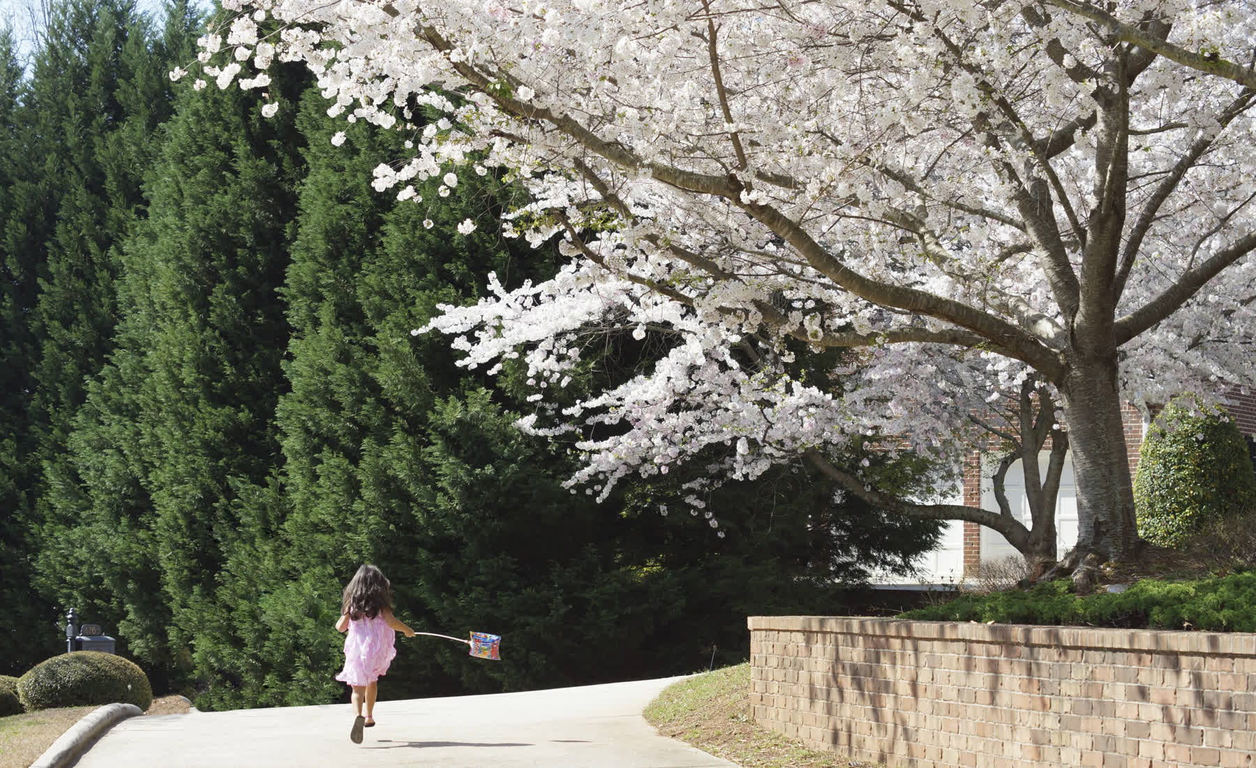 Niña corriendo bajo cerezos en flor — fotografía lifestyle