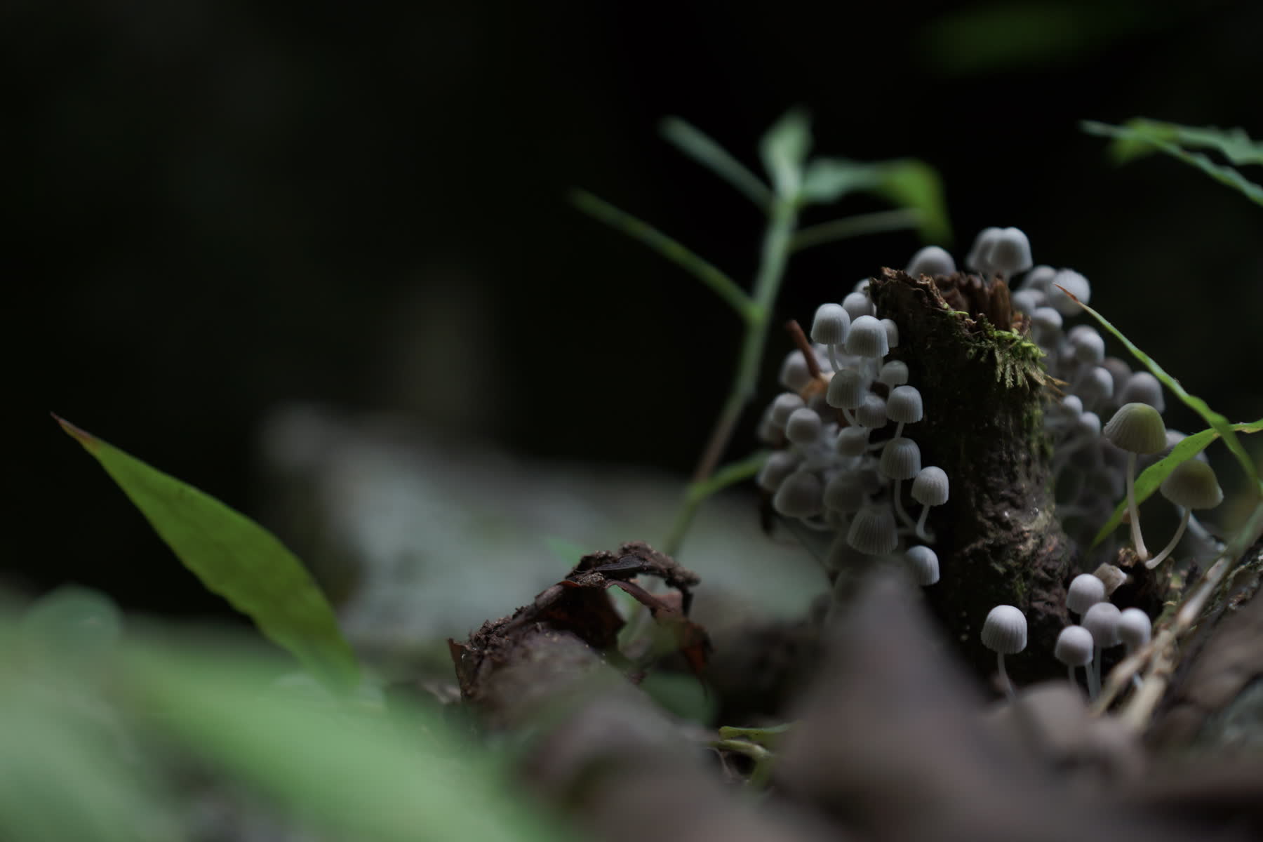 Hongos silvestres sobre un tronco — fotografía macro