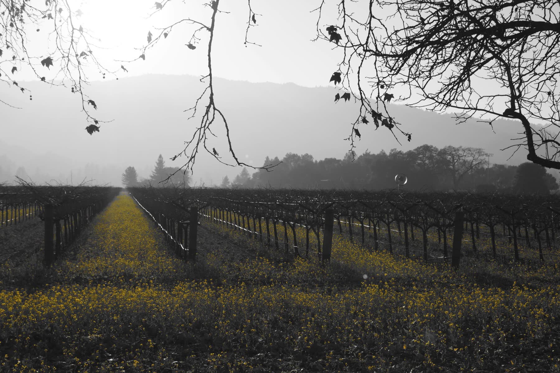 Viñedo en blanco y negro con flores amarillas en color selectivo
